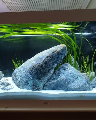 Acquario Juwel rio350