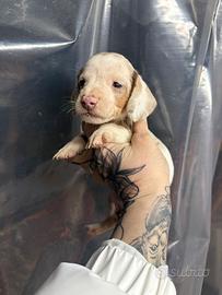 Cucciole di bassotto choco merle