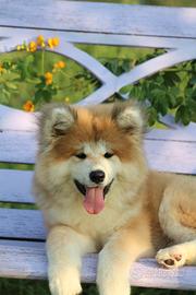 Allevamento Akita inu