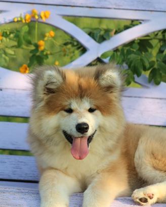 Allevamento Akita inu