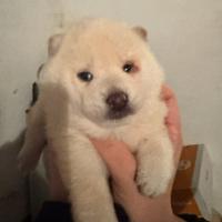 Shiba Inu