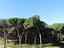 Immagine 11