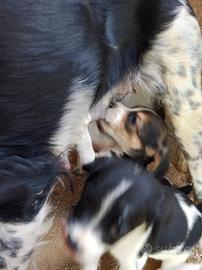 Beagle Breton cuccioli