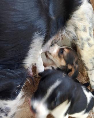 Beagle Breton cuccioli