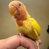 Inseparabili roseicollis pappagalli pulli imbecco