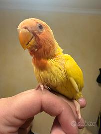 Inseparabili roseicollis pappagalli pulli imbecco