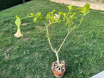 Pianta di Brugmansia a fiore rosa
