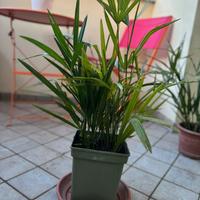 Palma in vaso – Facile da curare