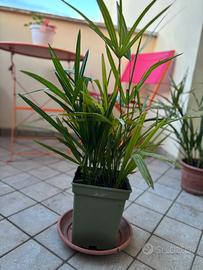 Palma in vaso – Facile da curare