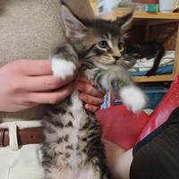 Maschietto Tabby-White Maine Coon XXL