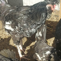 Giovane galletto houdan