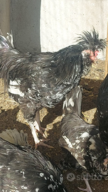 Giovane galletto houdan