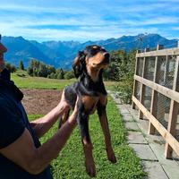 Setter gordon setter inglese
