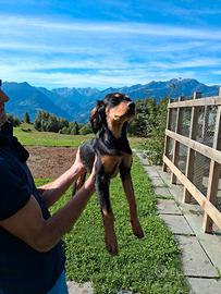Setter gordon setter inglese