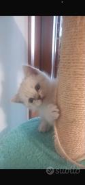Cuccioli scottish straight e fold