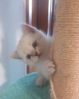 Cuccioli scottish straight e fold