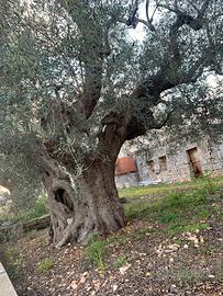 Rustico corti e terreno