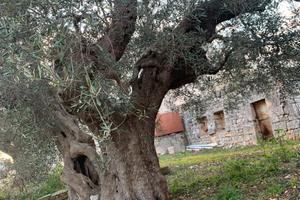 Rustico corti e terreno