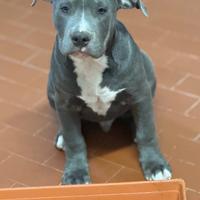 American staffordshire terrier blue nose