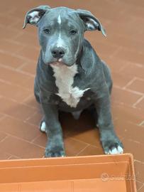 American staffordshire terrier blue nose
