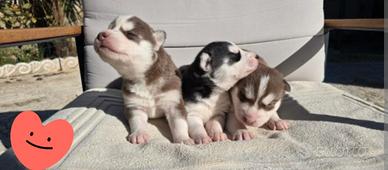 Cucciolo husky siberiano