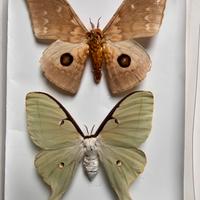 Farfalle falene actias luna