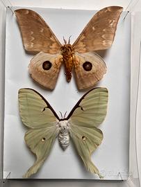 Farfalle falene actias luna