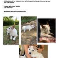 Cane smarrito RICOMPENSA A CHI LO TROVA