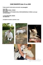 Cane smarrito RICOMPENSA A CHI LO TROVA