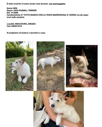 Cane smarrito RICOMPENSA A CHI LO TROVA