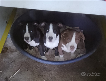 American pitbull con vaccinazioni e libretto