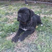Cucciole di cane corso