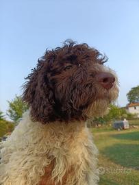 Lagotto romagnolo