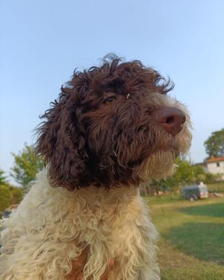 Lagotto romagnolo