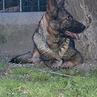 Pastore Tedesco Grigione