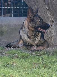 Pastore Tedesco Grigione