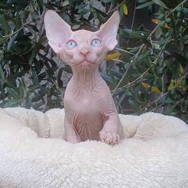 Sphynx cucciolo pedigree Anfi