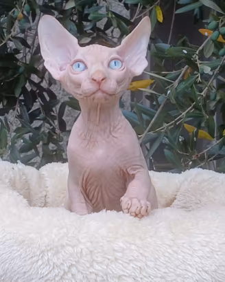 Sphynx cucciolo pedigree Anfi