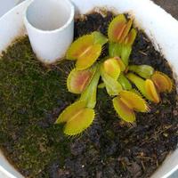 Piante rare, acquatiche, officinali ecc