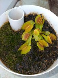 Piante rare, acquatiche, officinali ecc