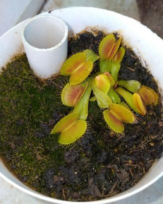 Piante rare, acquatiche, officinali ecc