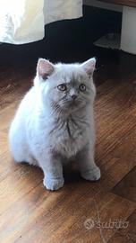 Cucciolo British shorthair Lilac