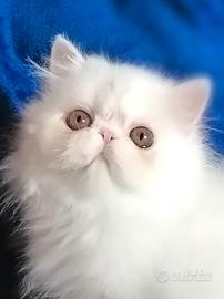 Persiano bianco gattino