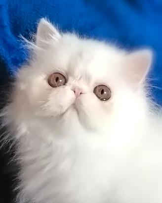 Persiano bianco gattino