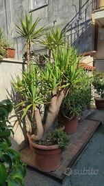 Pianta Yucca elephantipes