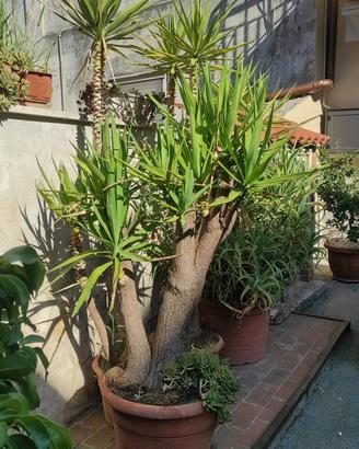 Pianta Yucca elephantipes
