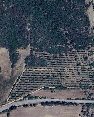 Terreno Agricolo con Uliveto