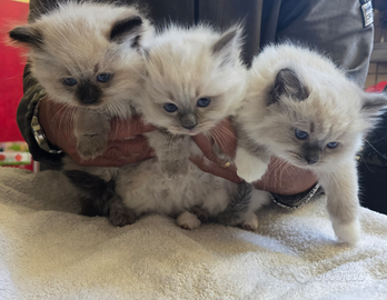 Gatti di tipo ragdoll