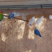 Maschi adulti 2024 inseparabili roseicollis