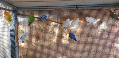 Maschi adulti 2024 inseparabili roseicollis